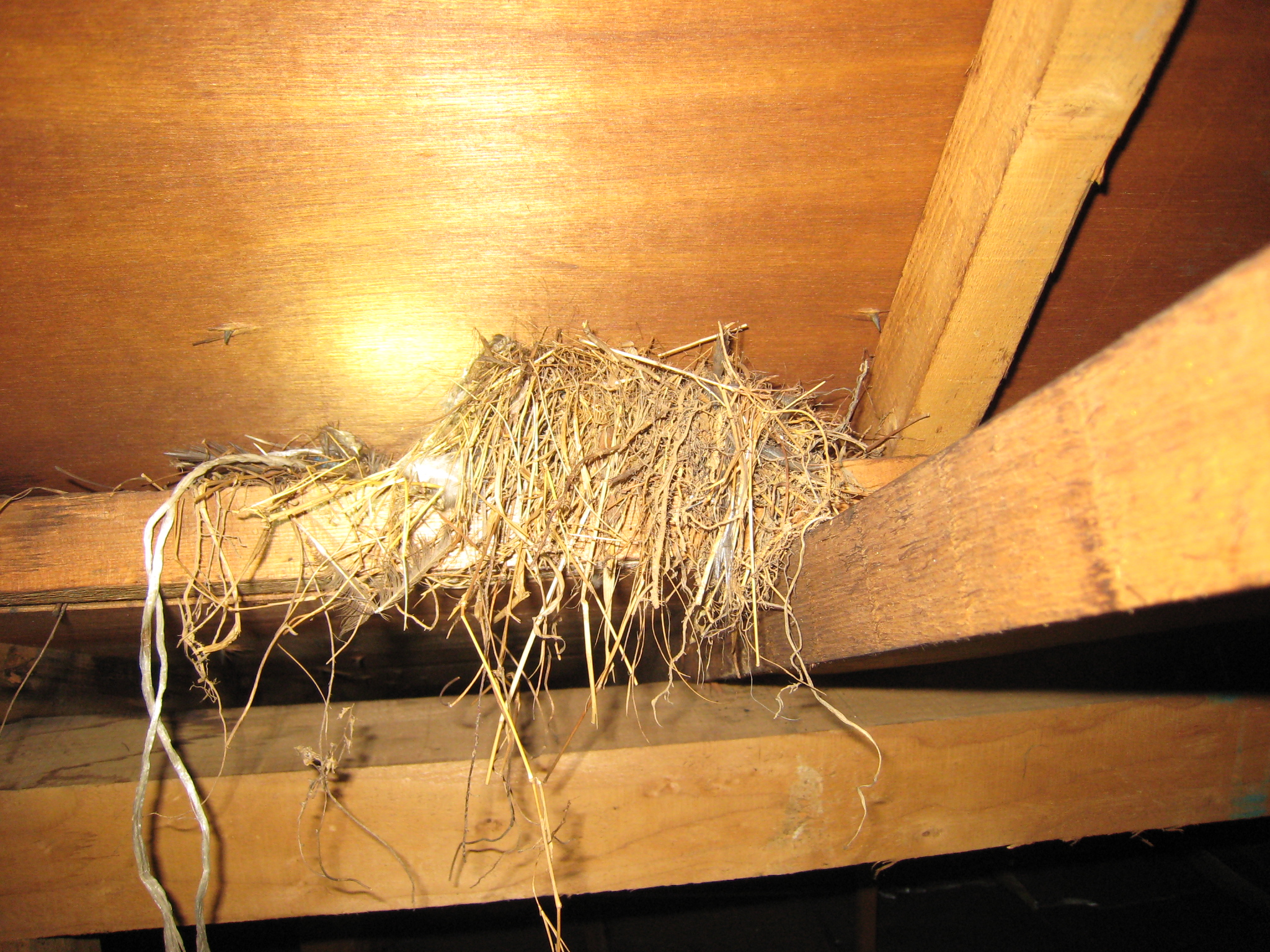 屋根裏の鳥の巣